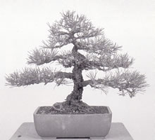 young black pine